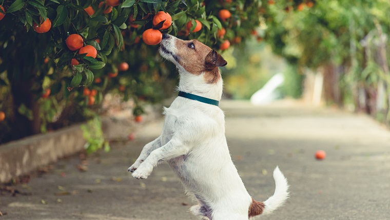 Jack Russell Terrier rearing up to get mandarin