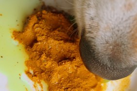 Raw fed beagle dog eating turmeric golden paste with ground pepper and olive oil