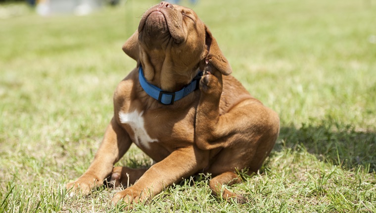 Dogue de Bordeaux (French Mastiff) puppy trying to get rid off fleas.