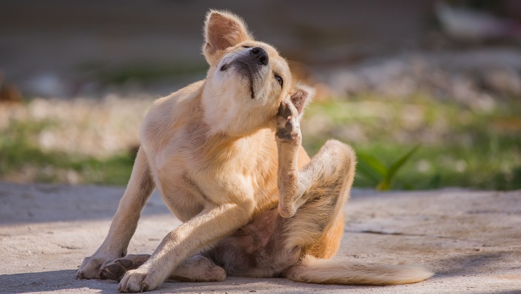 self hygiene in wildlife of an abandoned bummer