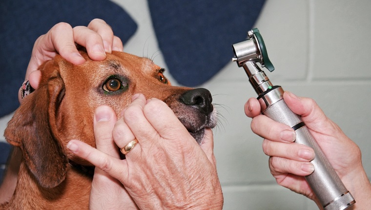 Vet check dog's eyes. Horizontal.