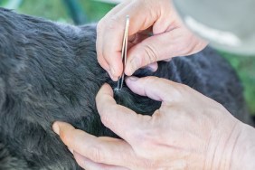 A tick is removed from a dog with black fur by a man with tweezers, Germany