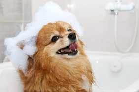 Chihuahua in bath with shampoo on head