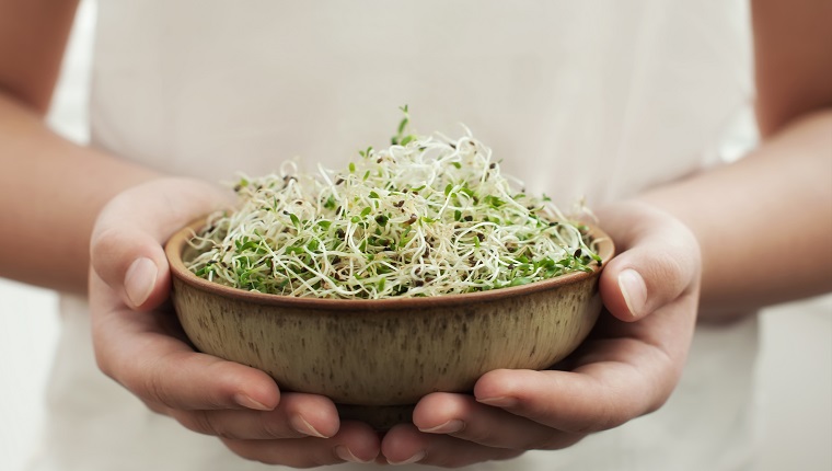 Young adult hands holds ceramic bowl with homegrown organic sprouts, micro greens. Alfalfa sprouts .Healthy eating concept .Close up,selective focus.