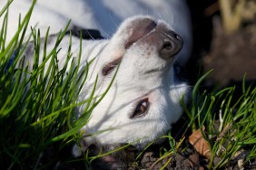 Young crossbreed dog in the herbgarden