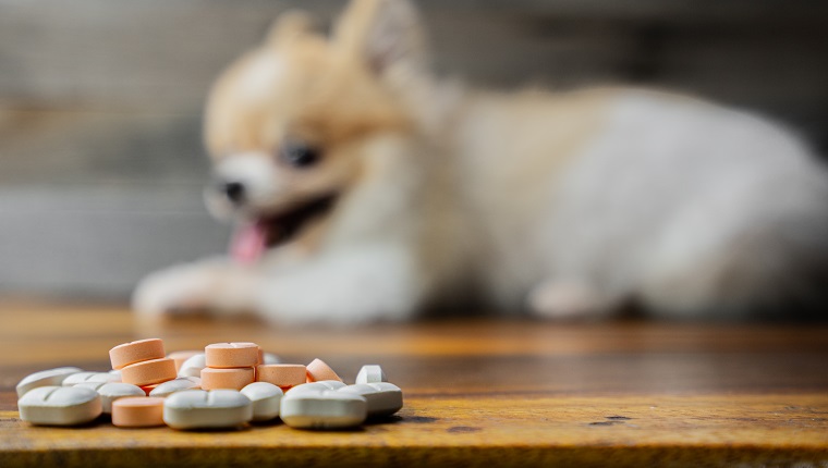 veterinary medicine, pet, animals, health care concept - focus on yellow pills, tablets with blur Pomeranian dog sitting on white background, isolate.