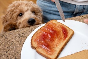 Adorable well trained miniature golden doodle puppy patiently sits and watches his owner make a peanut butter and jelly sandwich.