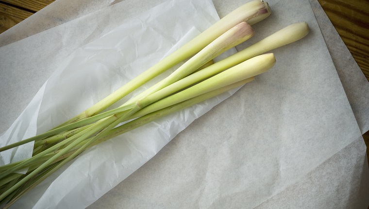 Zitronengras (Cymbopogon citratus), Studio