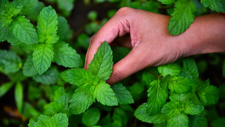 Mint Plant, An ayurvedic herb