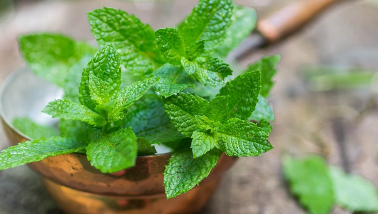 Fresh mint on a wooden table. The rustic style. Selective focus