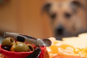 Dogs eyeballing the appetizers on the table