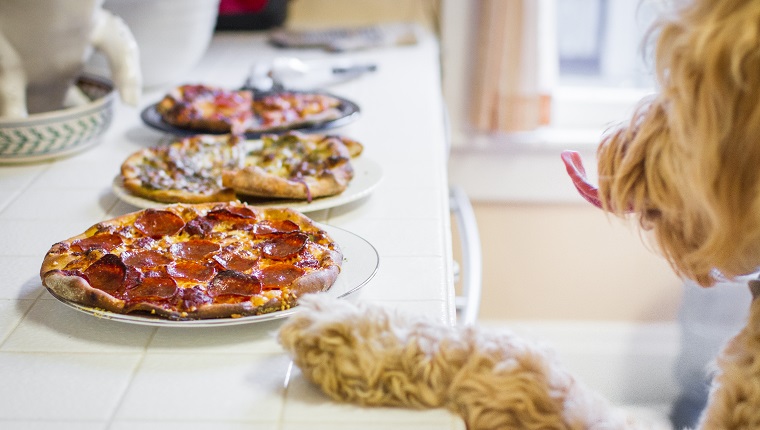 Our dog photobombed my attempts at taking pictures of my fresh-from-the-oven pizzas.