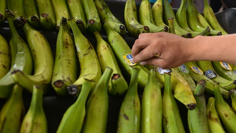 An employee labels plantains at the newly inaugurated fruit dehydration and plantain packing plant, in the San Rafael Cooperative, in El Paisnal, 38 km north of San Salvador, on February 17, 2016. The processing plant will create jobs for young men and women of the town , which will help reduce emigration to other countries, especially the United States. AFP PHOTO / MARVIN RECINOS (Photo by Marvin RECINOS / AFP) 