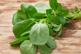 Portulaca oleracea or common purslane, also known as duckweed, little hogweed, or pursley. Bunch of a common purslane at weathered wooden table. Nutritious herb throughout human history on the planet.