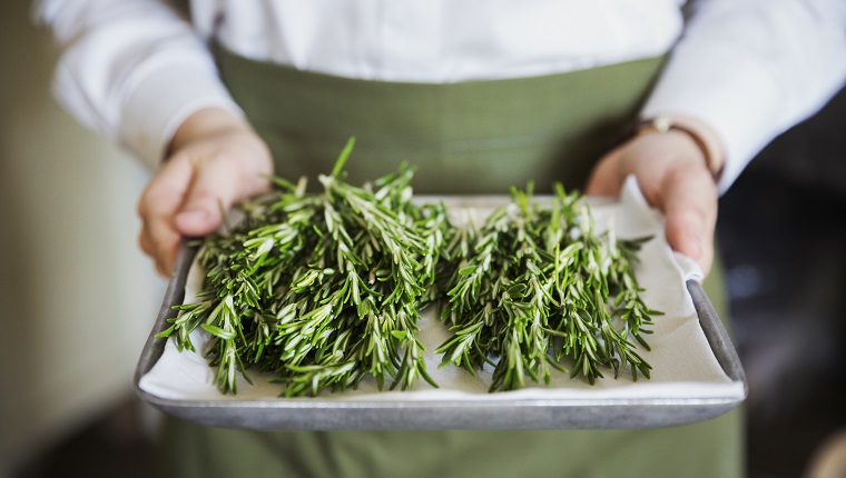 Close up of person wearing apron holding tray with fresh rosemary.