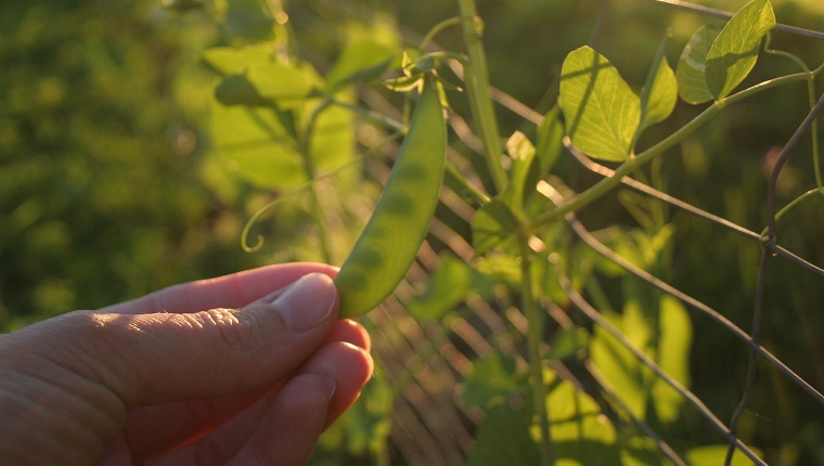 Woman picking snap peas out of the garden on a summer evening.