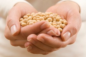 Woman holding soy beans, close-up