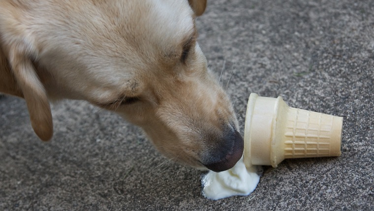 A dog eating a dropped ice cream cone on the sidewalk