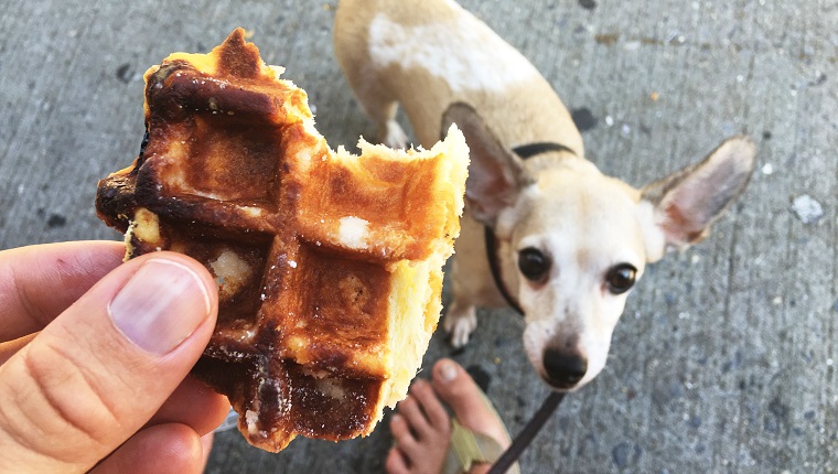 Hand holding a sweet waffle snack while a dog looks up with hungry eyes