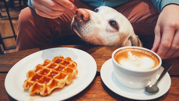 Young man with labrador retriever in the cafe. Curious dog under the table with sweet waffles and coffee.