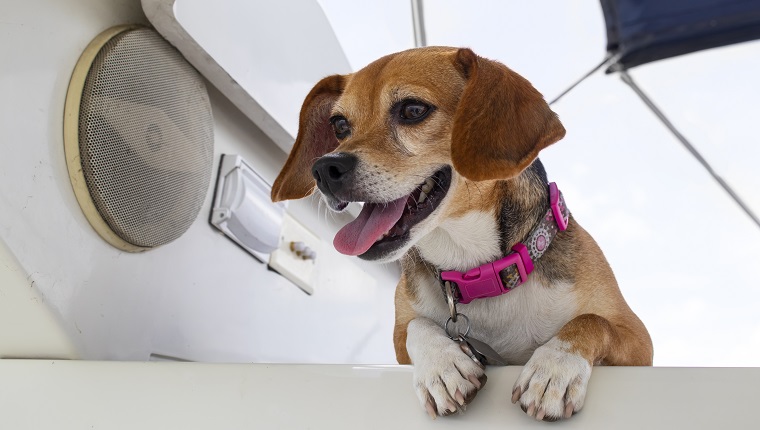 Boat dog - Closeup of a dachshund with tongue hanging out looking down from top deck of a cabin cruiser boat