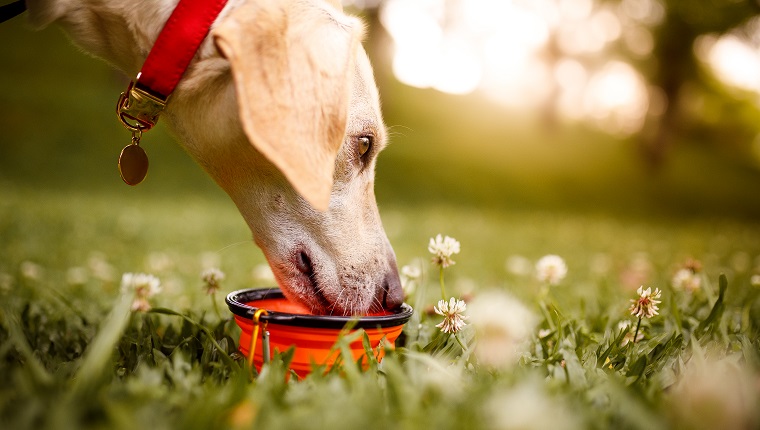 Dog at park.