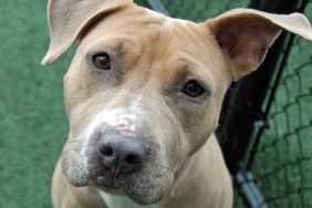 Pitbull Terrier dog in a shelter with a sad expression.