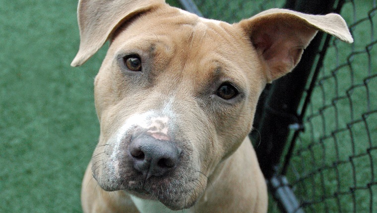 Pitbull Terrier dog in a shelter with a sad expression.