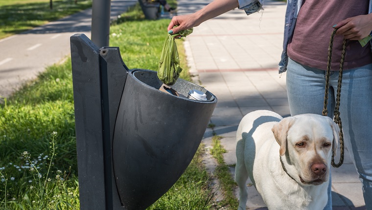 Young woman puts feces in bag in a garbage can she picked up after her pet dog a golden Labrador Retriever pooped on the street while walking him and to keep the streets of the city clean