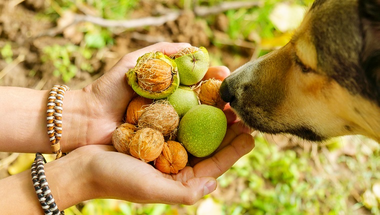 Harvesting with a dog walnuts in the autumn season. Walnut in the hand of a farmer. Selective focus