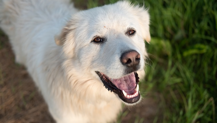 Great Pyrenees Dogs - Mt. Pisgah, NB Canada - working farm dogs