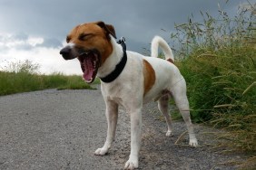 Dog Yawning On Field Against Cloudy Sky