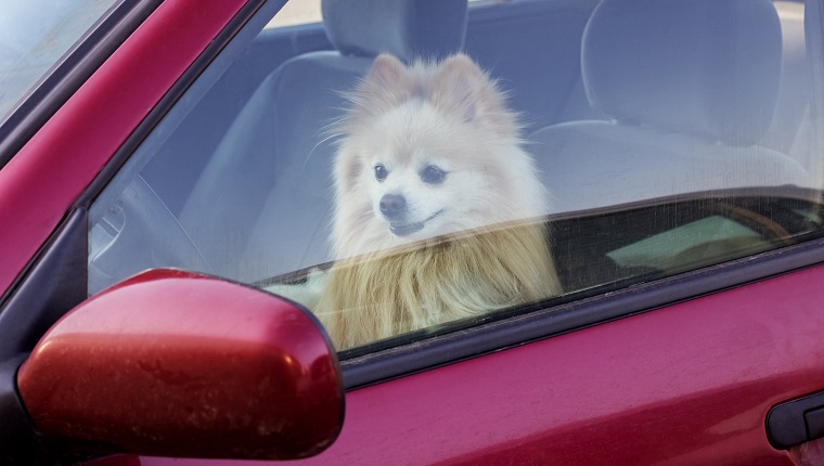 The dog is closed in the car, danger to pets in summer