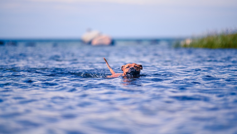 Staffordshire bullterrier swiming