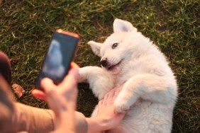 Central Asian Shepherd Dog