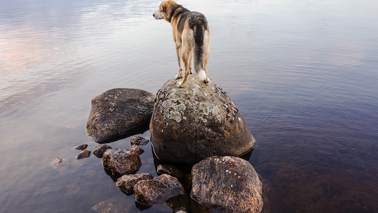 Watching the nature.