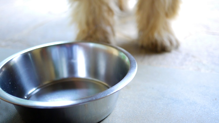 Close-up of bowl with shaggy dog (forelegs only) standing behind.