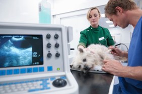 Veterinary nurse performing ultrasound on dog in veterinary surgery. Image on computer screen in foreground