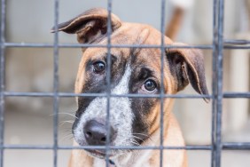 Shelter for homeless dogs, waiting for a new owner