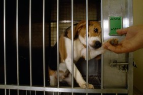 A beagle reaches out to a hand from his cage at a toxicology lab of pharmaceutical company Rhone-Poulenc Rorer, Inc. in Vitry, France. | Location: Vitry, France.