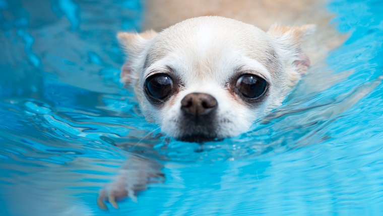 Pet chihuahua swimming in a pool with a concerned or desperate expression on her face