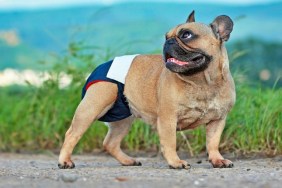 French Bulldog dog wearing fabric period diaper pants for protection