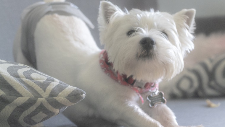 A puppy white West Highland Terrier stretches during housebreaking training.