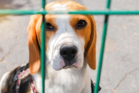 beagle rescue