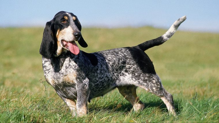 Basset Bleu de Gascogne standing proud.