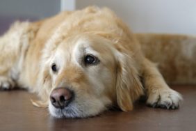 An older dog who may be more likely to suffer from dementia.