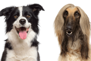 A collage of the parent breeds of the Afghan Collie, an Afghan Hound and Border Collie mix.