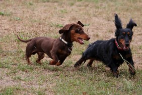 dachshund race