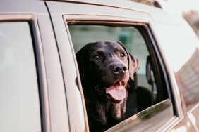 dog car wash