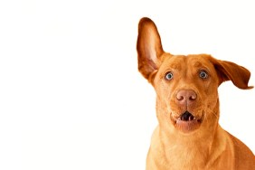 hearing loss in dogs